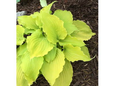 Hosta 