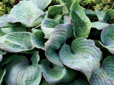 Hosta 