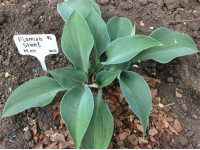 Hosta 