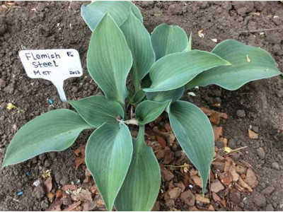 Hosta Hosta