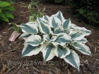 Hosta 