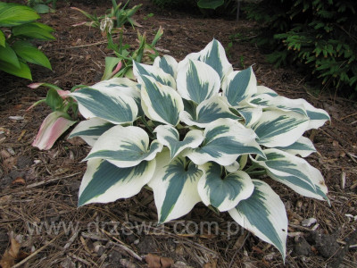 Hosta 