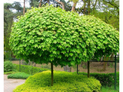 Клен 