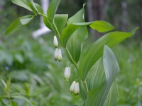 Купена 