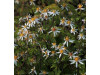 Cipripedium multiflower white