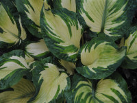Hosta 