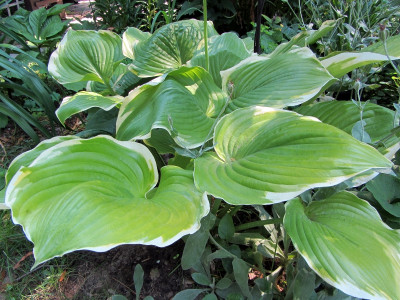 Hosta 