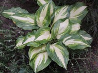 Hosta 