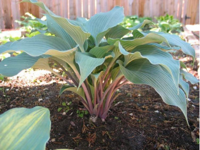Hosta Hosta