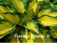 Hosta 