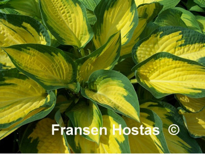 Hosta 