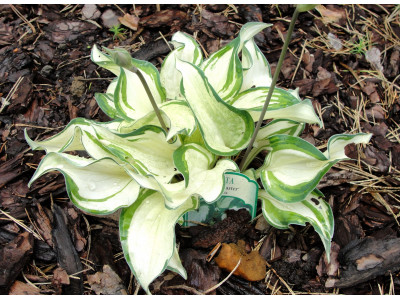Hosta 