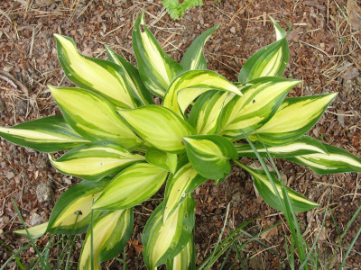Hosta 
