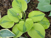 Hosta Hosta