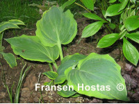 Hosta Hosta