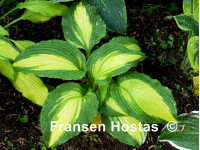 Hosta 