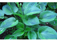 Hosta Hosta