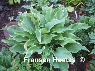 Hosta 