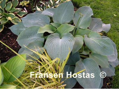 Hosta 