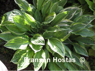Hosta 