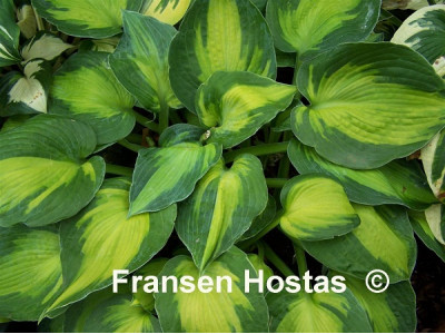 Hosta 