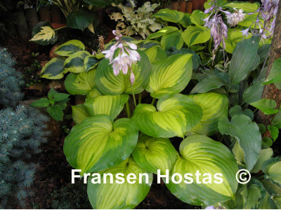 Hosta 