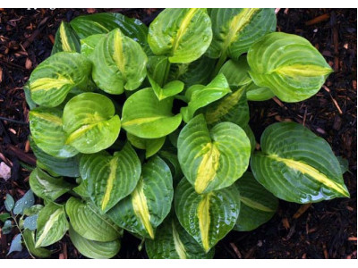 Hosta 