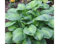 Hosta 