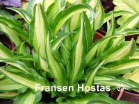Hosta 