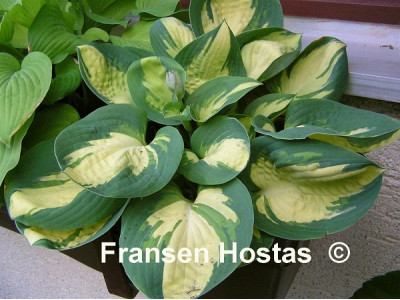 Hosta 