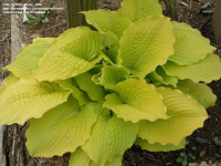 Hosta 
