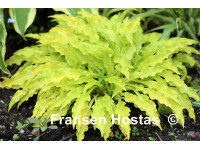 Hosta 