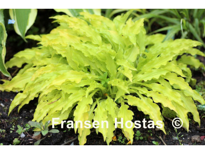 Hosta 