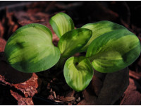 Hosta 