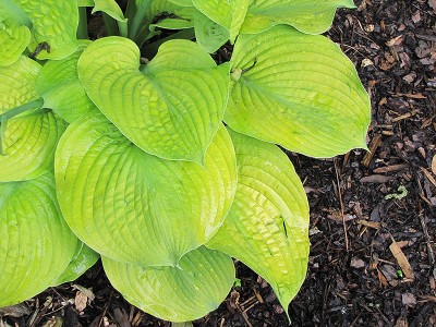 Hosta 