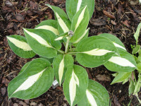 Hosta 