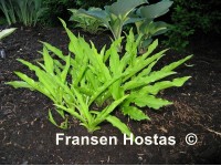 Hosta 