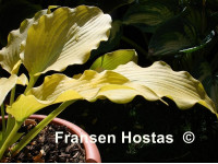 Hosta 