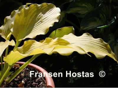 Hosta Hosta