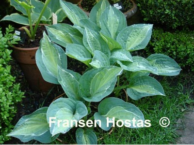 Hosta 