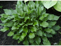 Hosta 