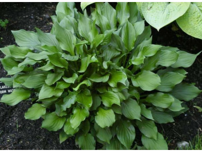 Hosta 