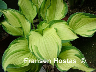 Hosta 