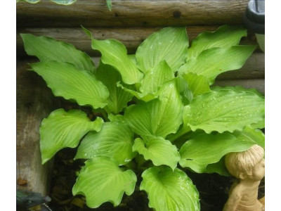 Hosta 