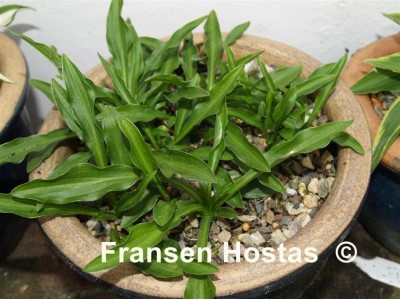 Hosta 