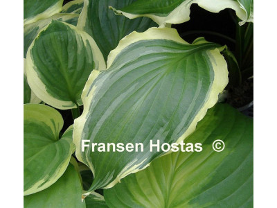 Hosta 