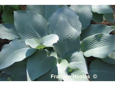 Hosta 
