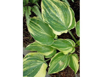Hosta 