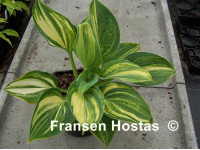 Hosta 