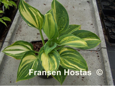 Hosta 